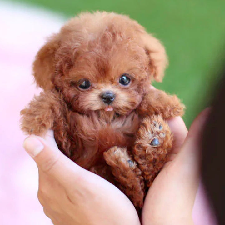 Robot Puppy Short Plush Doll