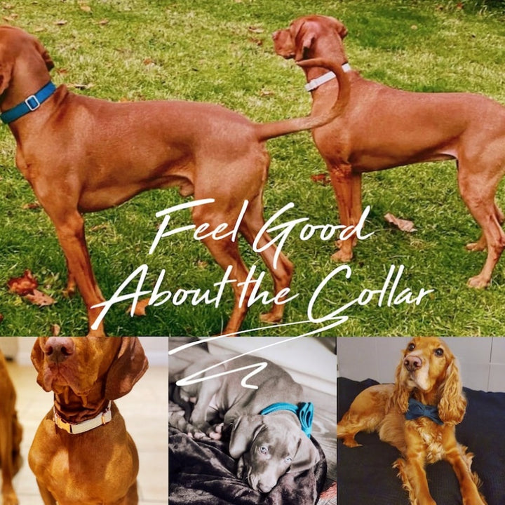 Premium Velvet Dog Collar &amp; Leash Set with Bow Tie – Personalized Engraved Buckle